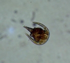 Neoceratium Limulus
