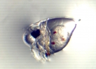 Cladocère (Evadne spinifera)