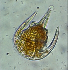 Neoceratium limulus